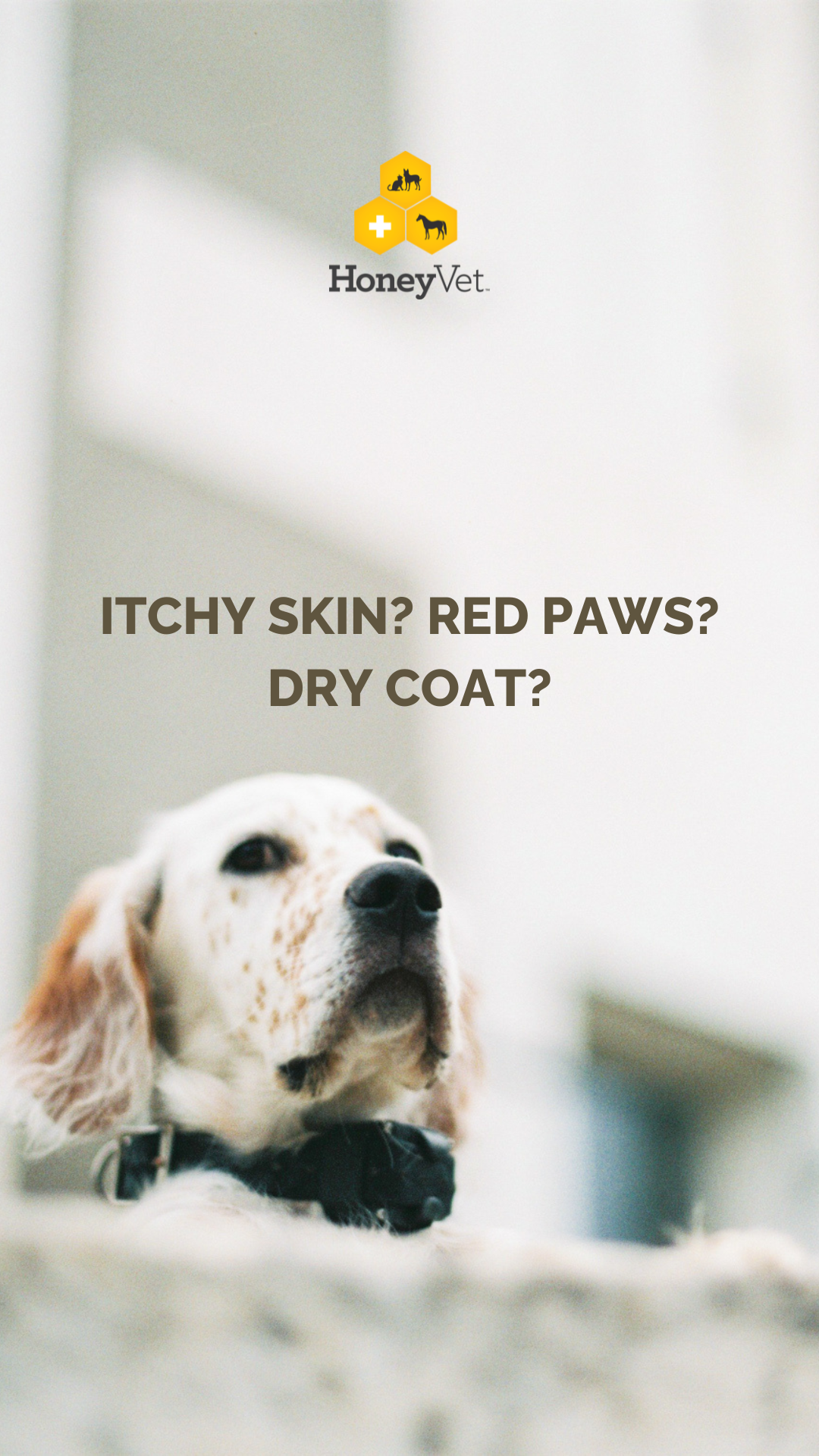 Why pet owners are making the switch to natural care this Winter