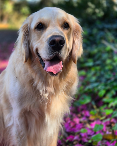 When Everything’s Blooming (and Your Dog Won’t Stop Scratching)