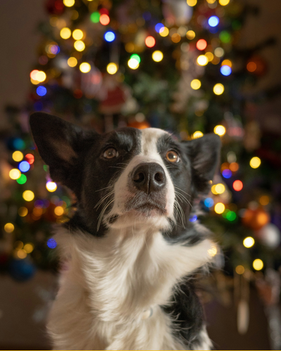 Holiday Pet Safety: How to keep your pets happy, calm & out of mischief this festive season