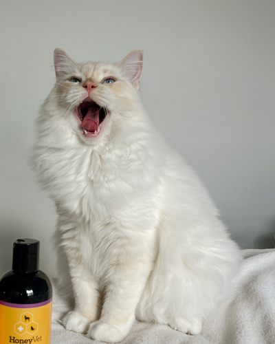 Hear what pet parents are saying about HoneyVet