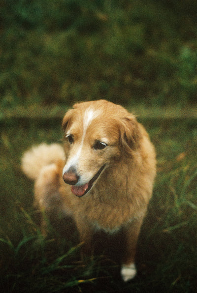 From puppies to seniors: natural pet care for every life stage