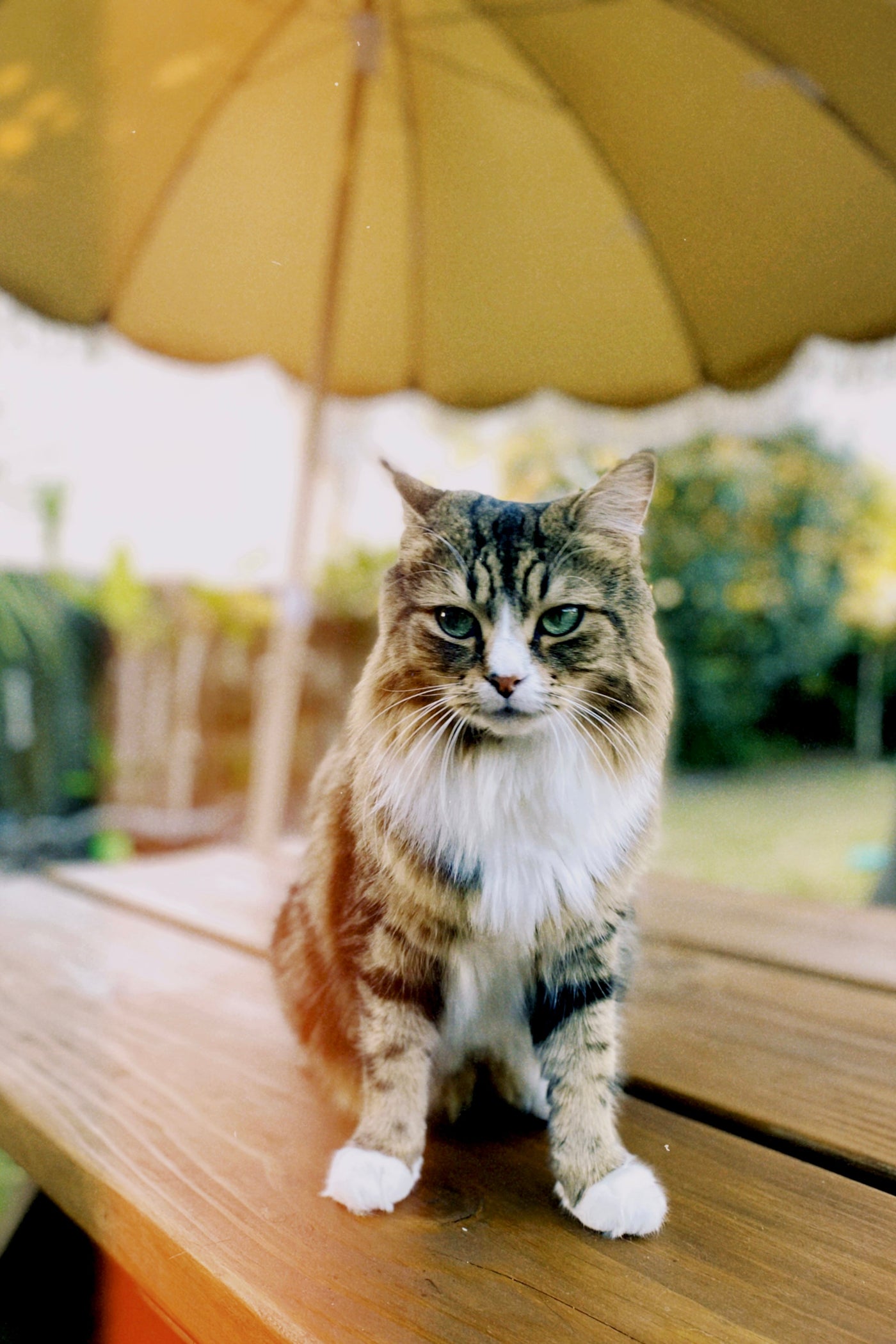 The healing power of Kanuka and Kawakawa for your pet’s skin