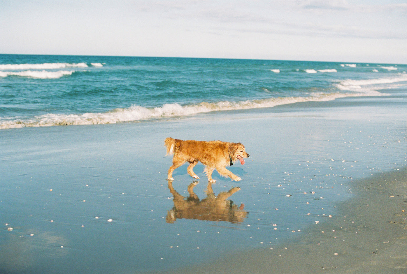 Preparing your pet for warmer weather – natural skin & coat care with HoneyVet