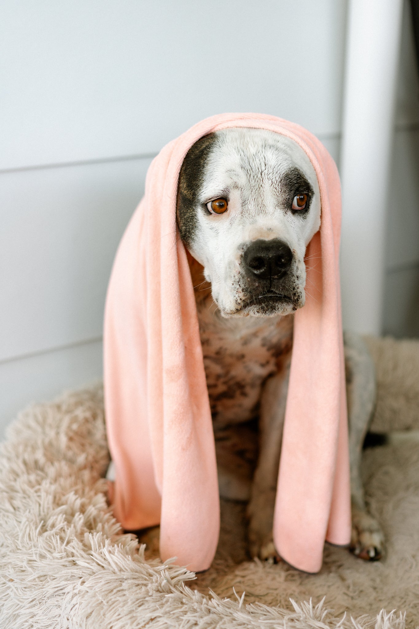 How often should you wash your pet? The dos and don’ts of pet bathing