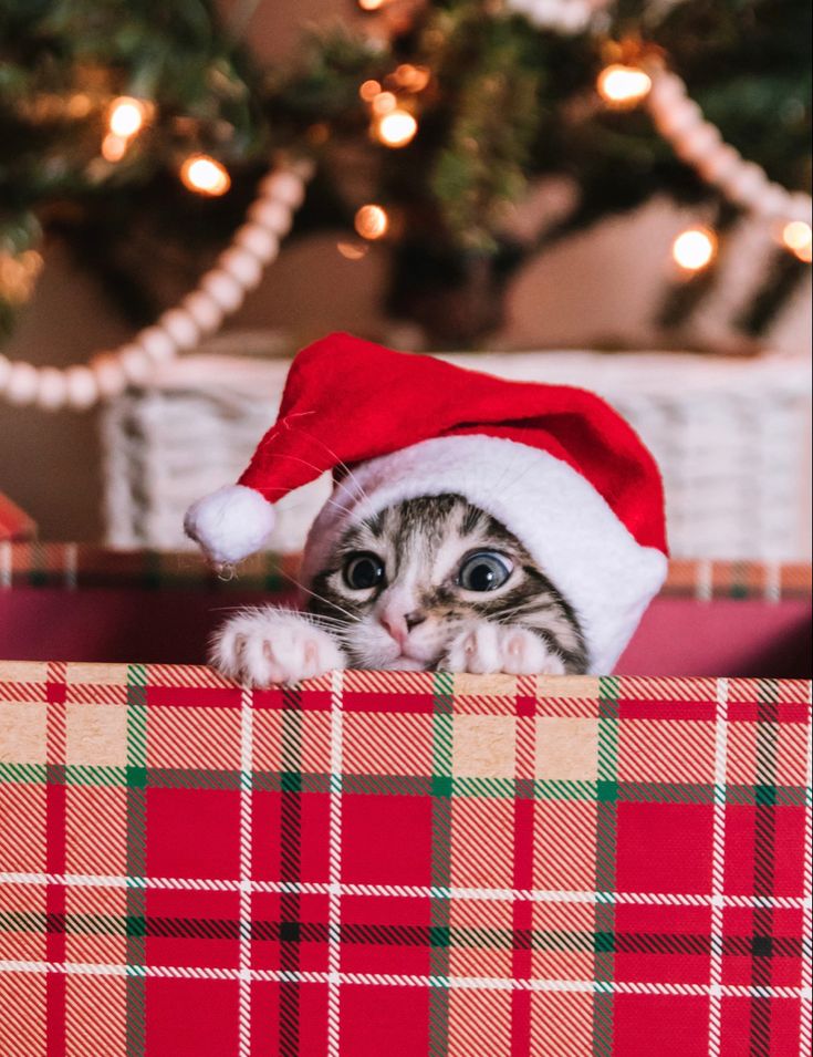 Holiday hazards for pets: how to keep your furry friends safe this December