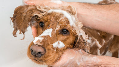 Winter bath routine for pets: cosy tips and HoneyVet favourites