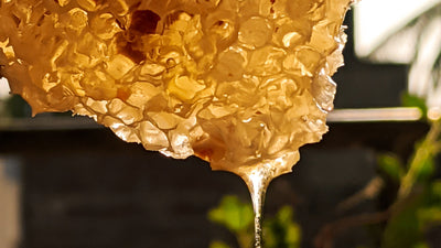 Health Benefits of Kānuka Honey